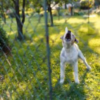 is a landlord responsible for tenants dog